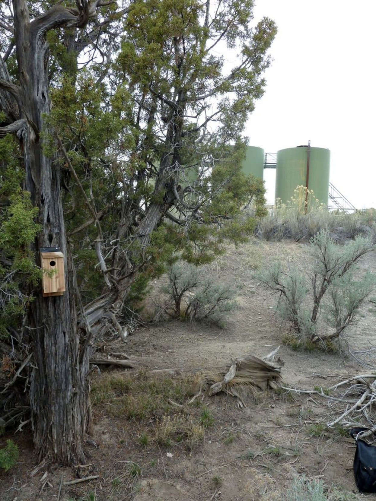 Some birds are so stressed by noise pollution it looks like they have PTSD